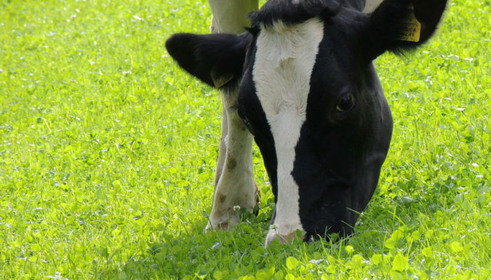 les vaches de ferme de Kerilio à Baden