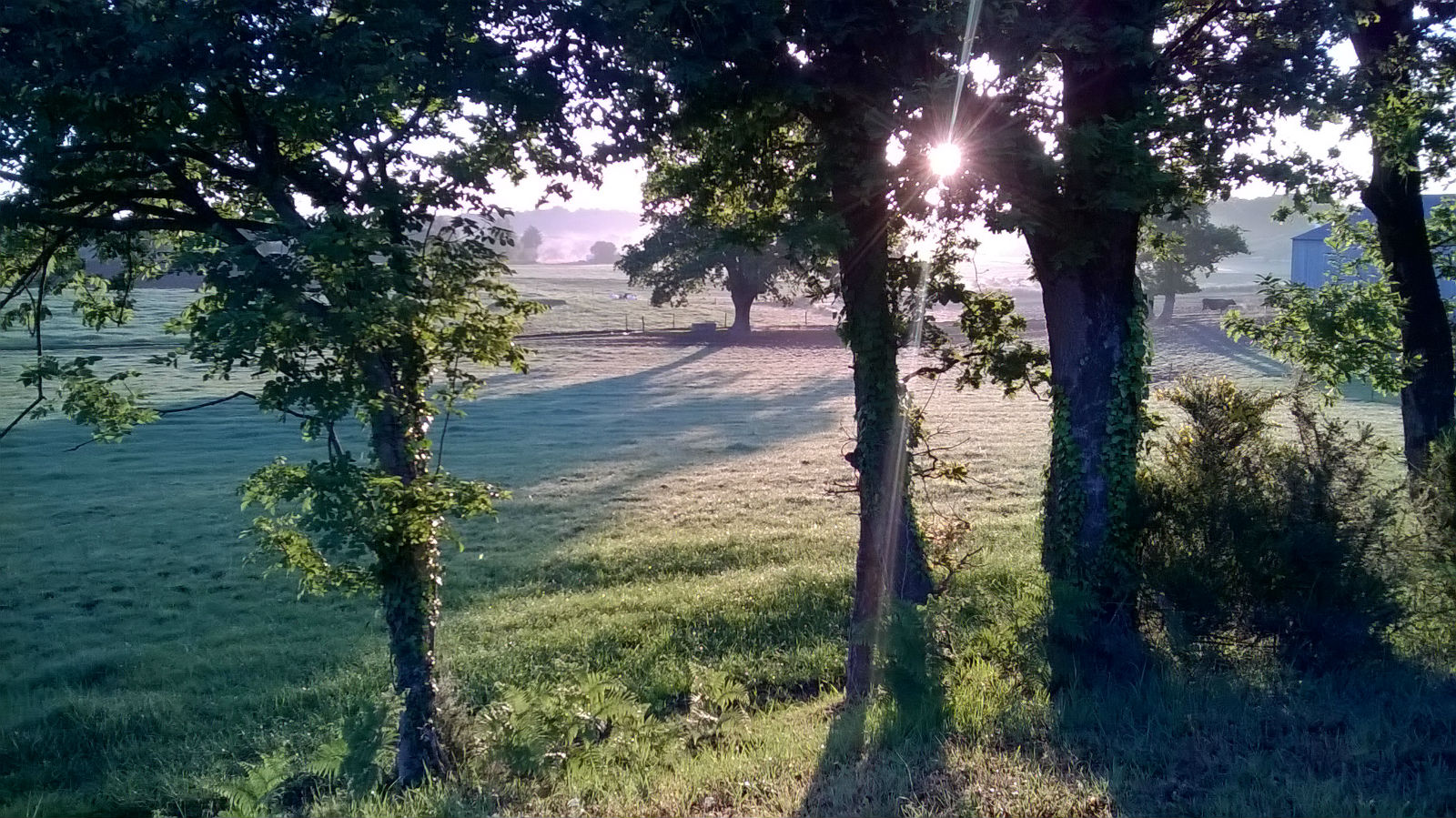 Le soleil se lève sur le champs des vaches.