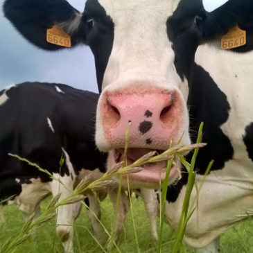Que mangent les vaches pie noir Holstein qui donnent leur lait à Guillaume?